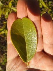 Maclura africana