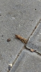 Macrostemum radiatum