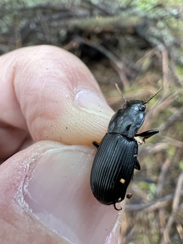 Pterostichus herculaneus photo 5