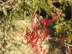 Plicosepalus amplexicaulis