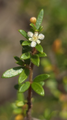 Micrantheum ericoides (Micrantheum ericoides)