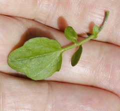 Cardamine scutata