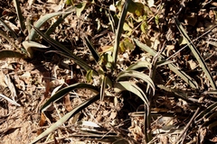 Sansevieria aethiopica