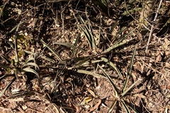Sansevieria aethiopica