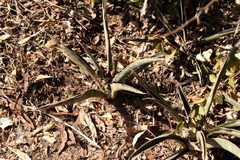 Sansevieria aethiopica