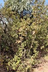 Heteromorpha arborescens