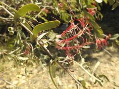 Plicosepalus amplexicaulis