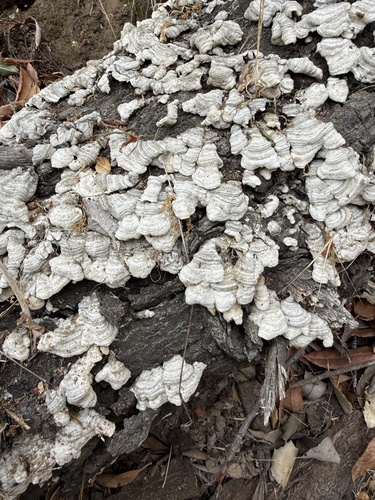 iNaturalist observation photo of Mushrooms, Bracket Fungi, Puffballs, and Allies