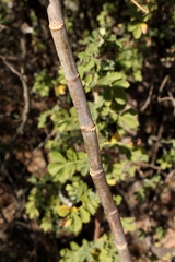 Heteromorpha arborescens