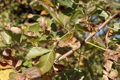 Heteromorpha arborescens
