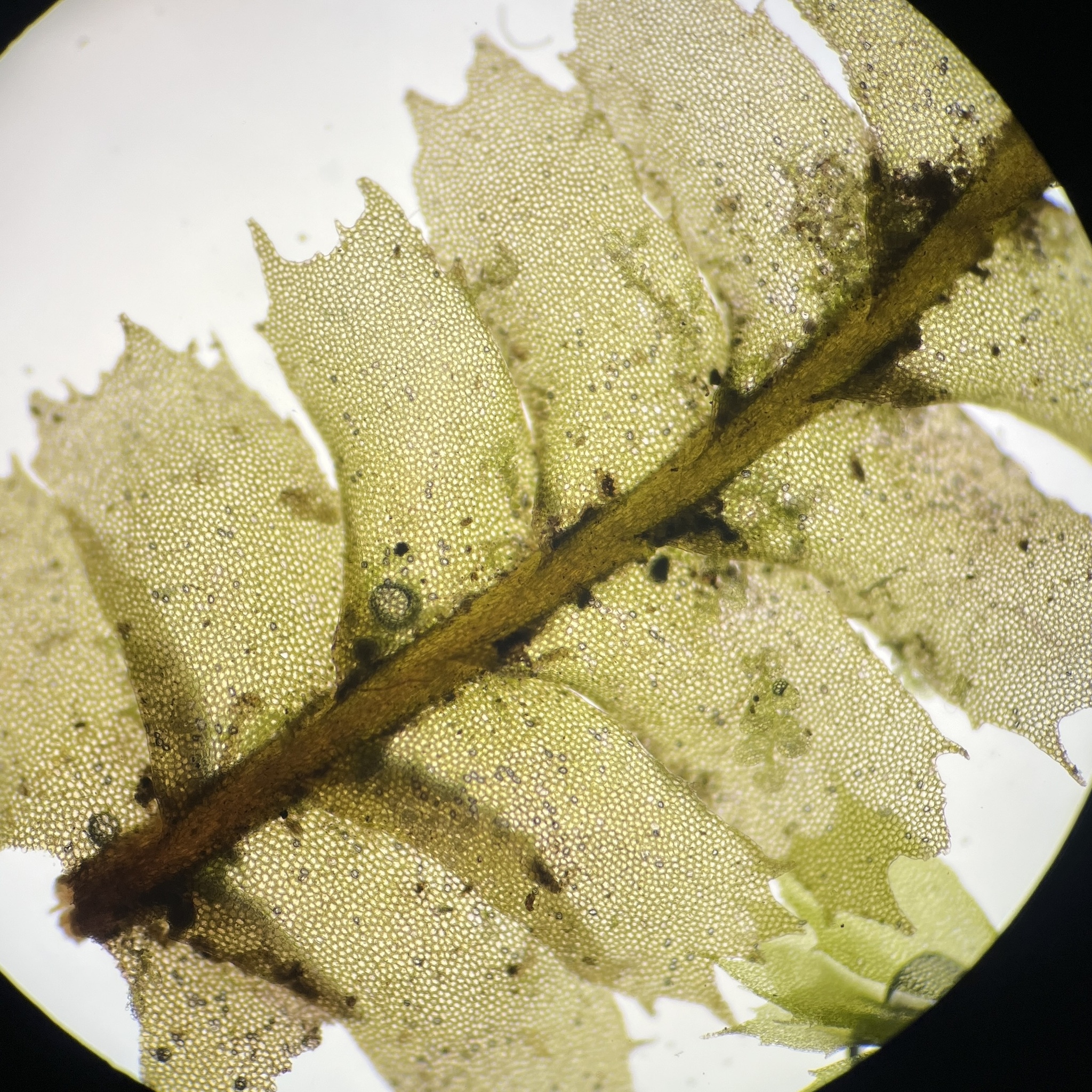 Plagiochila grossispina