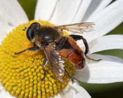 Polydontomyia curvipes