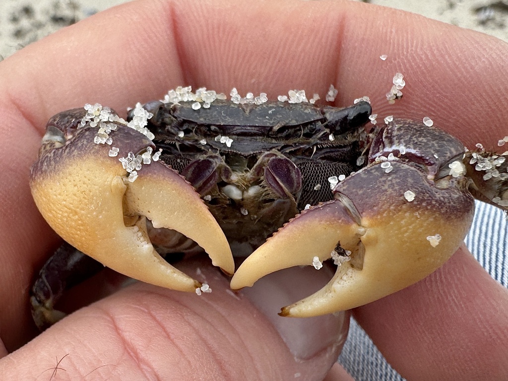 purple marsh crab