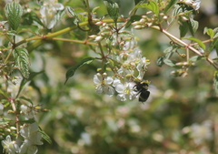 Bombus medius