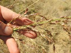 Sorghum arundinaceum