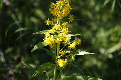 Solidago cuprea