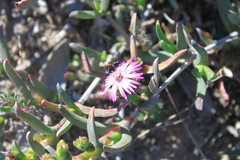 Ruschia diversifolia