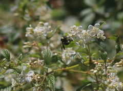 Bombus medius