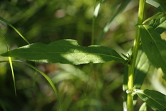 Solidago cuprea