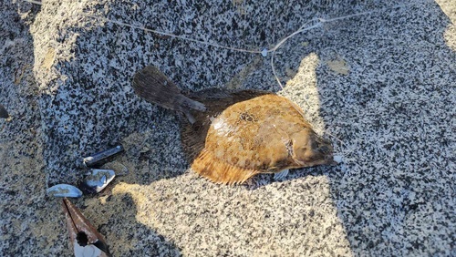 Spotted turbot (Pleuronichthys ritteri) — Pleuronectidae — 3