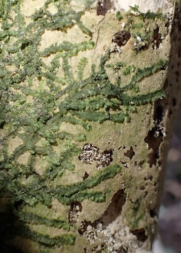 Spruceanthus planiusculus observed 2024-12-14