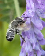 Megachile frigida