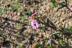 Ruschia diversifolia