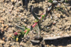 Ruschia diversifolia