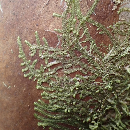 Spruceanthus planiusculus observed 2024-12-14