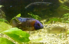 Aulonocara stuartgranti