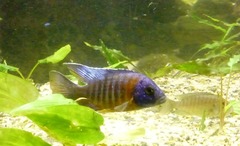 Aulonocara stuartgranti