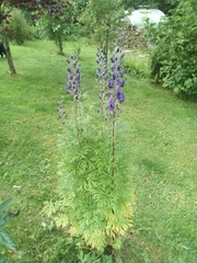Aconitum napellus