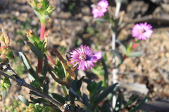 Ruschia diversifolia