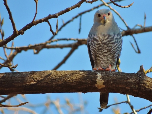 Lizard Buzzard