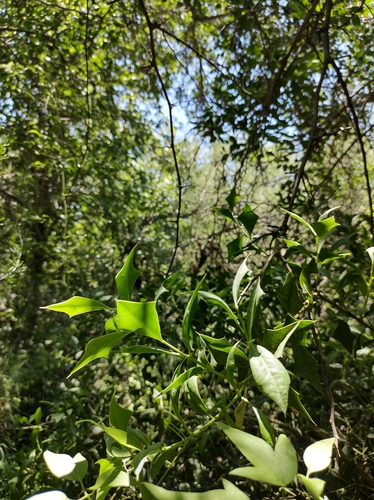 Image of Jodina rhombifolia by (c) Lucas Carbone, some rights reserved (CC BY)