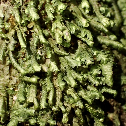 Spruceanthus planiusculus observed 2024-12-14