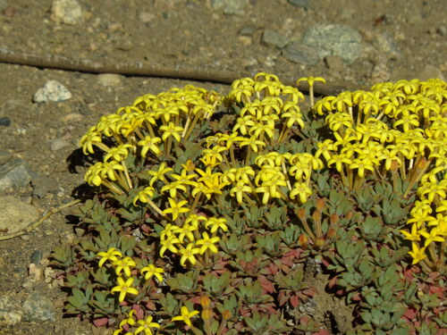 Oreopolus glacialis