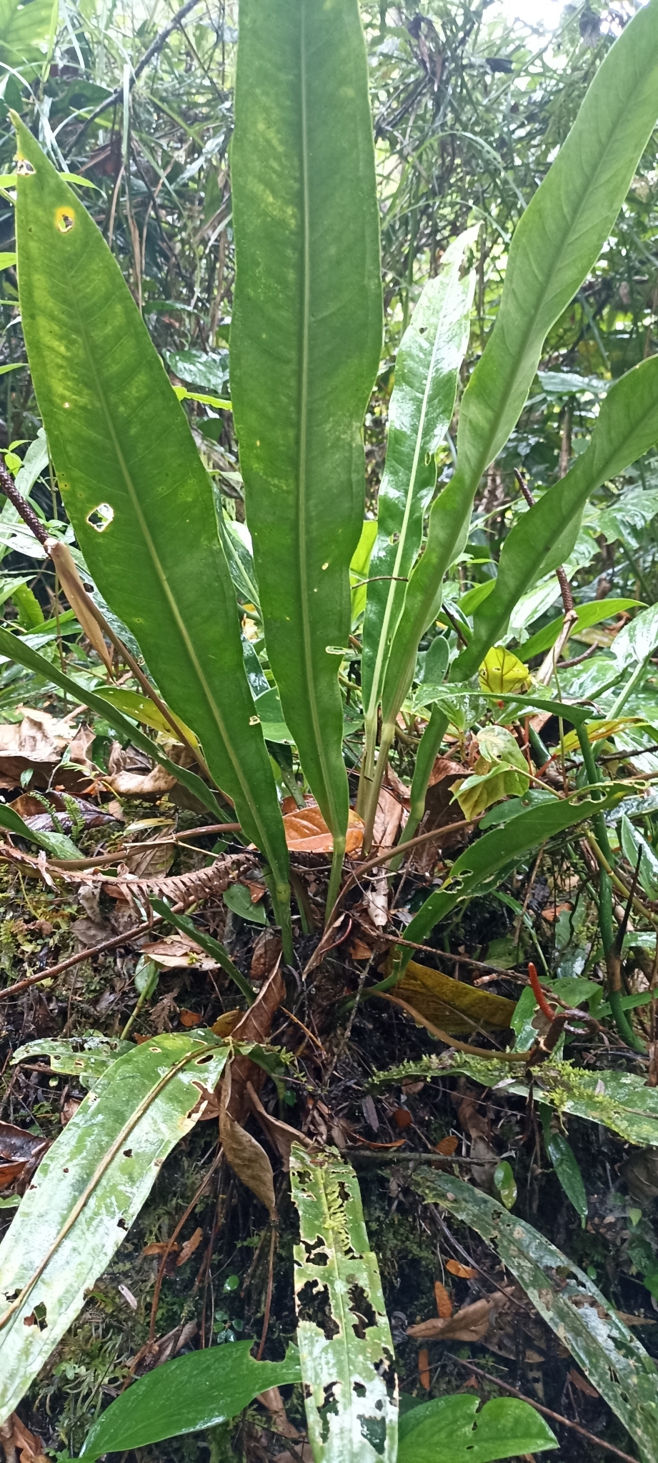 Anthurium intermedium