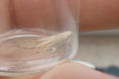 Batrachedra pinicolella