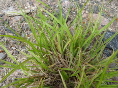 Carex projecta