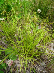 Carex projecta