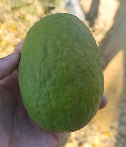 Foto de Limão-cravo