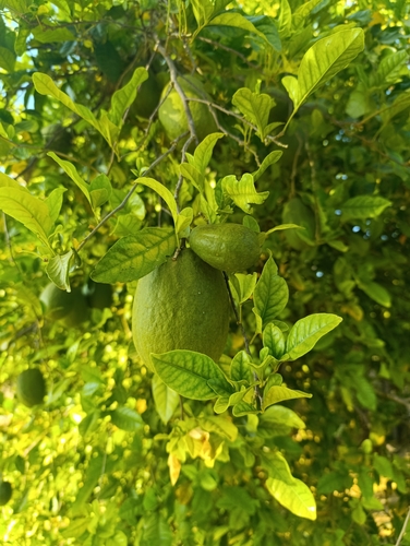 Foto de Limão-cravo