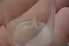 Batrachedra pinicolella