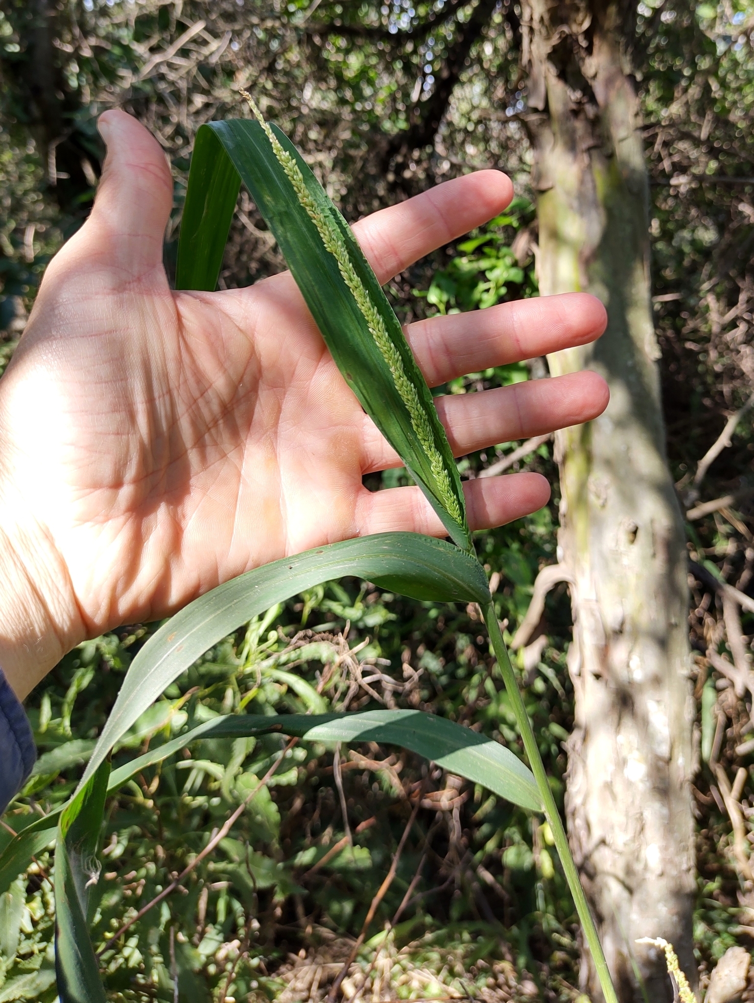 Setaria oblongata