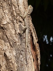 Oplurus cuvieri