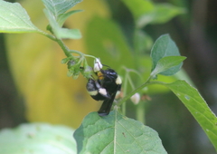 Bombus medius