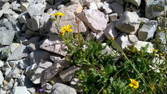 Senecio squalidus rupestris