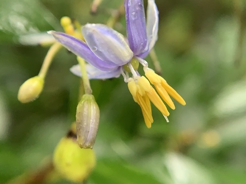 cerulean flax-lily