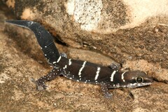 Tiger Thick-toed Gecko